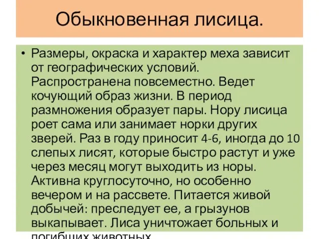 Обыкновенная лисица. Размеры, окраска и характер меха зависит от географических условий. Распространена