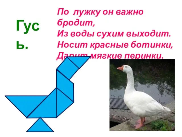 По лужку он важно бродит, Из воды сухим выходит. Носит красные ботинки, Дарит мягкие перинки. Гусь.