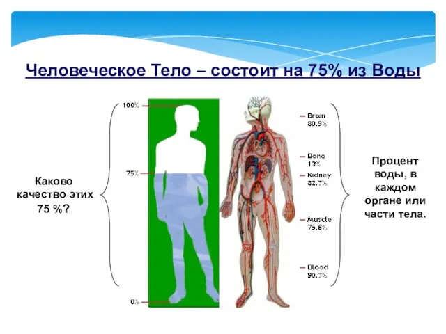 Человеческое Тело – состоит на 75% из Воды Процент воды, в каждом