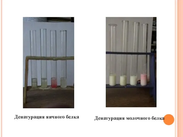 Денатурация яичного белка Денатурация молочного белка