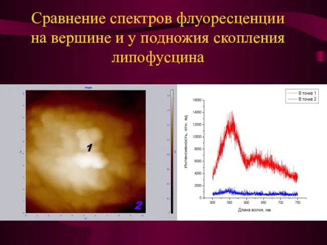 Сравнение спектров флуоресценции на вершине и у подножия скопления липофусцина