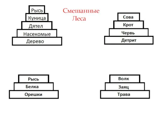 Пирамидки Тропические Леса Смешанные Леса