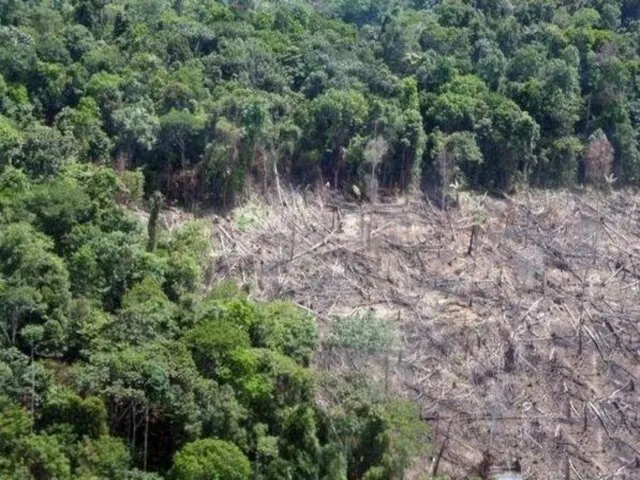 Антропогенный фактор Тропические леса: Происходит вырубка тропических лесов, для посева кофейных деревьев,