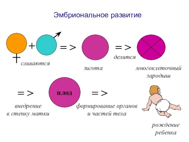 Эмбриональное развитие = > сливаются зигота делится многоклеточный зародыш = > =