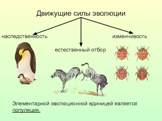 Движущие силы эволюции изменчивость наследственность естественный отбор Элементарной эволюционной единицей является популяция.