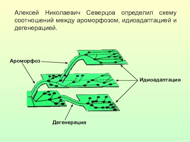 Алексей Николаевич Северцов определил схему соотношений между ароморфозом, идиоадаптацией и дегенерацией. Идиоадаптация Ароморфоз Дегенерация