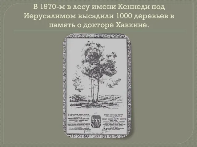 В 1970-м в лесу имени Кеннеди под Иерусалимом высадили 1000 деревьев в память о докторе Хавкине.