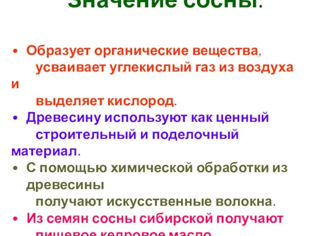 Значение сосны. Образует органические вещества, усваивает углекислый газ из воздуха и выделяет