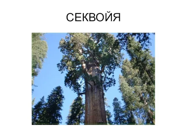 СЕКВОЙЯ