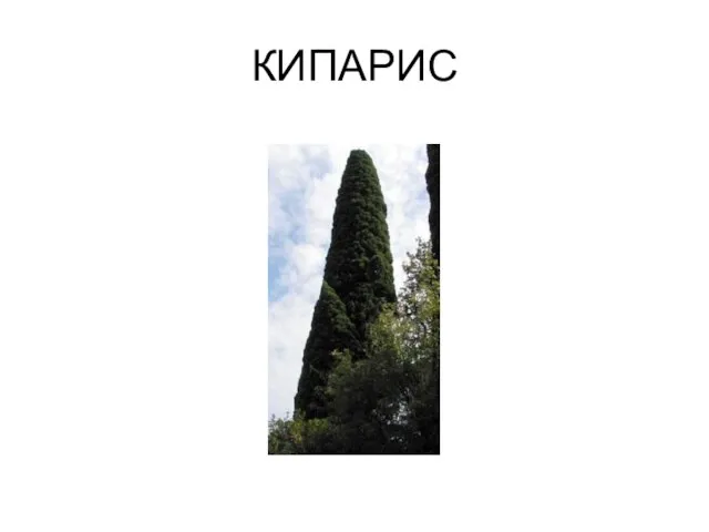 КИПАРИС