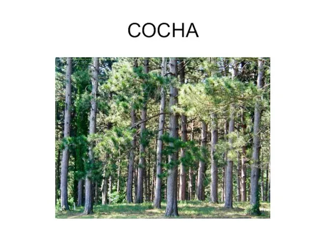 СОСНА