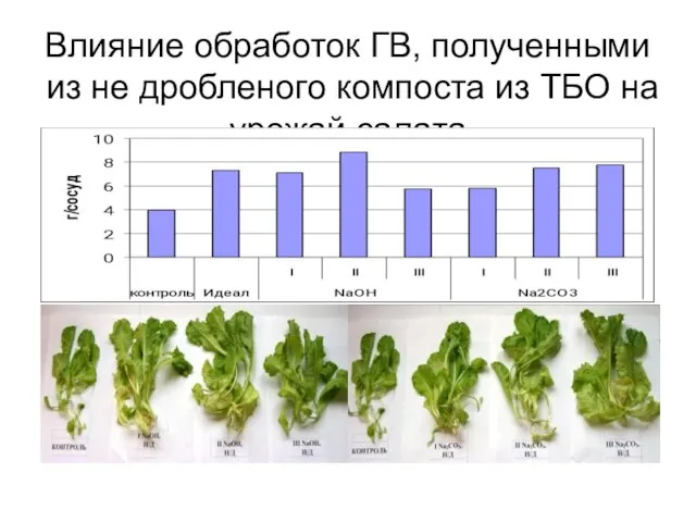 Влияние обработок ГВ, полученными из не дробленого компоста из ТБО на урожай салата