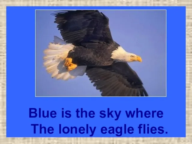 Blue is the sky where The lonely eagle flies.