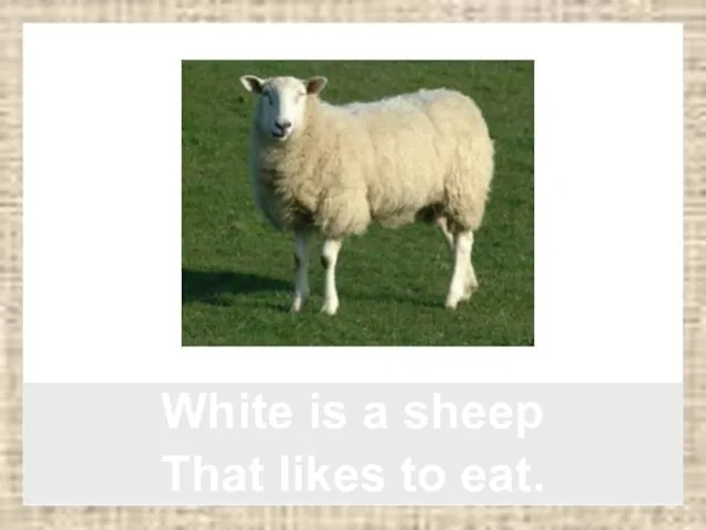 White is a sheep That likes to eat.