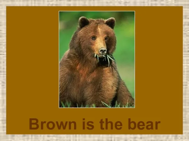 Brown is the bear