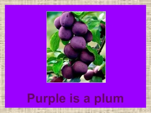 Purple is a plum