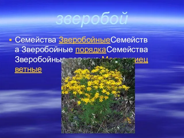 зверобой Семейства ЗверобойныеСемейства Зверобойные порядкаСемейства Зверобойные порядка Мальпигиецветные