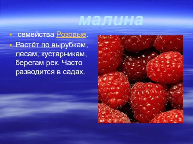 малина семейства Розовые. Растёт по вырубкам, лесам, кустарникам, берегам рек. Часто разводится в садах.