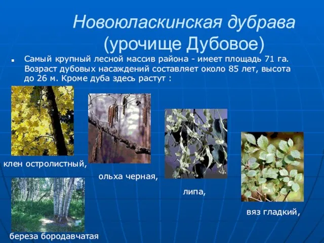 Новоюласкинская дубрава (урочище Дубовое) Самый крупный лесной массив района - имеет площадь