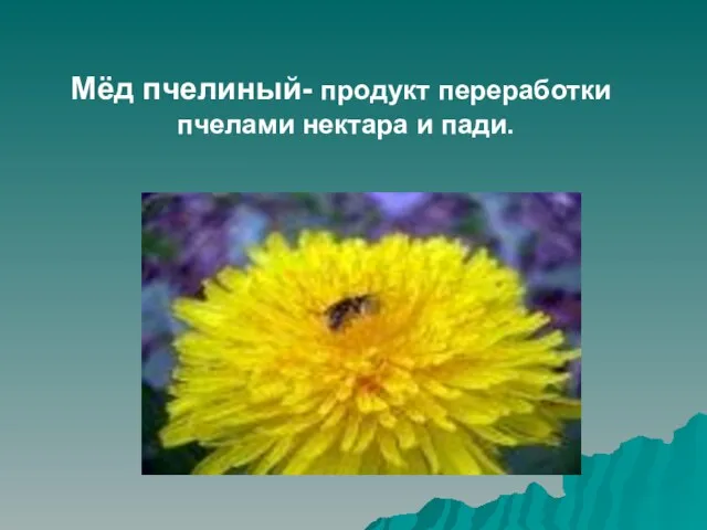 Мёд пчелиный- продукт переработки пчелами нектара и пади.