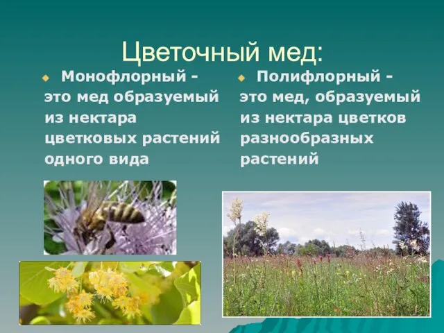 Цветочный мед: Монофлорный - это мед образуемый из нектара цветковых растений одного