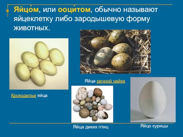Яйцо́м, или ооци́том, обычно называют яйцеклетку либо зародышевую форму животных. Крокодильи яйца