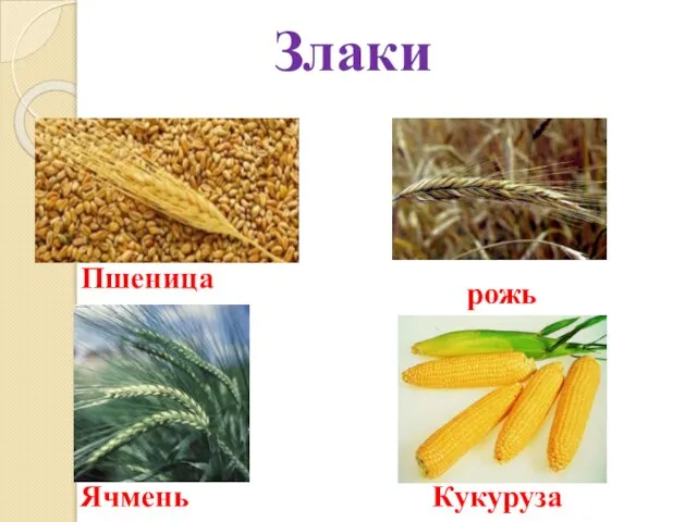 Пшеница рожь Ячмень Кукуруза Злаки