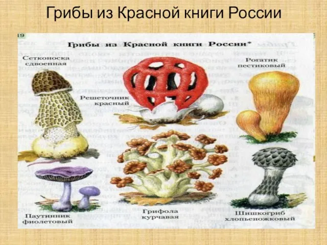 Грибы из Красной книги России