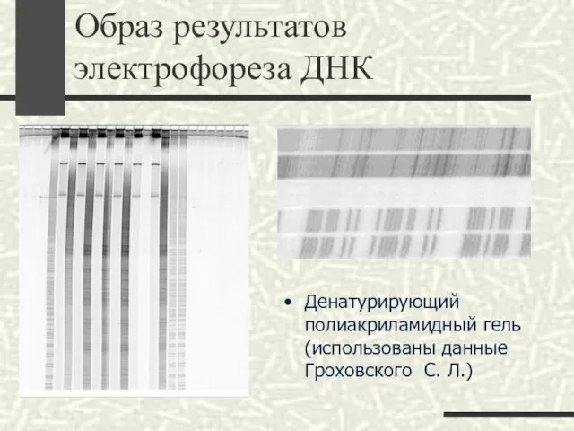 Образ результатов электрофореза ДНК Денатурирующий полиакриламидный гель (использованы данные Гроховского С. Л.)