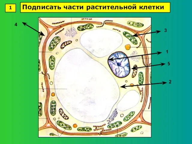 1 2 3 4 5 1 Подписать части растительной клетки