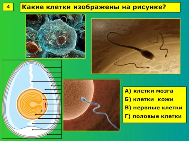А) клетки мозга Б) клетки кожи В) нервные клетки Г) половые клетки