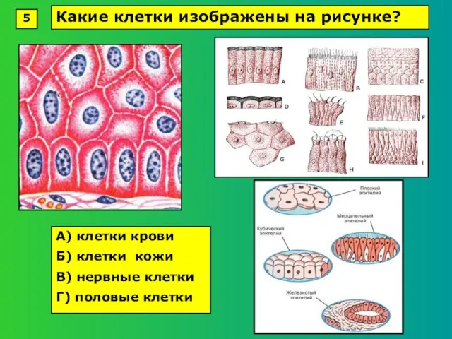 А) клетки крови Б) клетки кожи В) нервные клетки Г) половые клетки