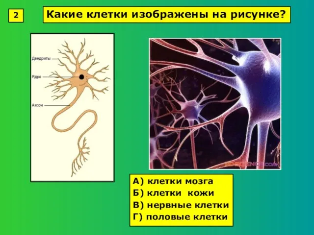 А) клетки мозга Б) клетки кожи В) нервные клетки Г) половые клетки