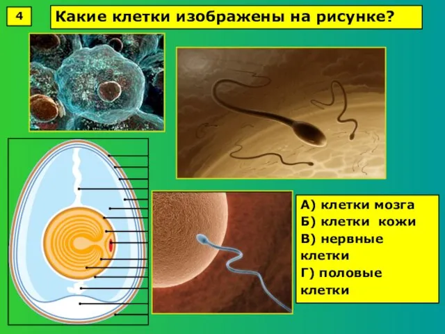 А) клетки мозга Б) клетки кожи В) нервные клетки Г) половые клетки