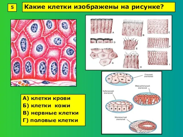 А) клетки крови Б) клетки кожи В) нервные клетки Г) половые клетки