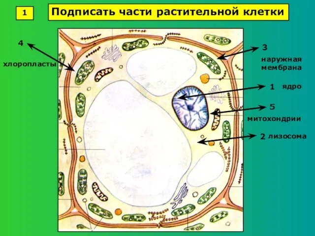 ядро лизосома наружная мембрана 4 5 1 Подписать части растительной клетки хлоропласты митохондрии 1 2 3