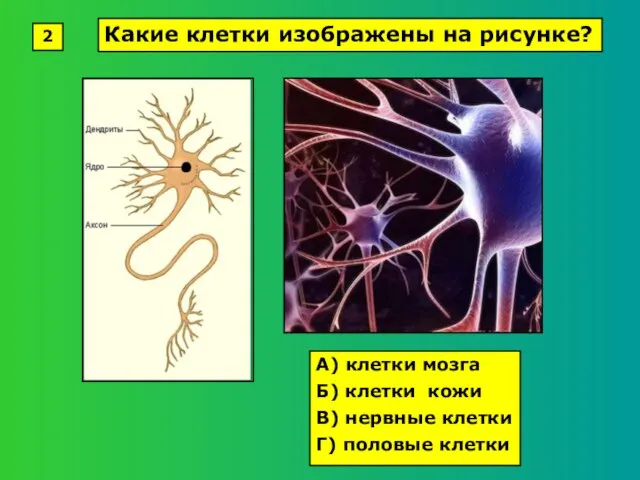 А) клетки мозга Б) клетки кожи В) нервные клетки Г) половые клетки