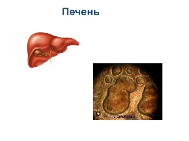 Печень