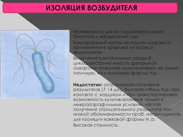 ИЗОЛЯЦИЯ ВОЗБУДИТЕЛЯ Материалом для исследования служат биоптаты и желудочный сок. Культуральный метод