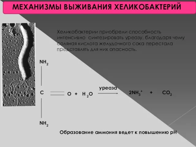 МЕХАНИЗМЫ ВЫЖИВАНИЯ ХЕЛИКОБАКТЕРИЙ NH2 C NH2 O + H 2O уреаза 2NH3+