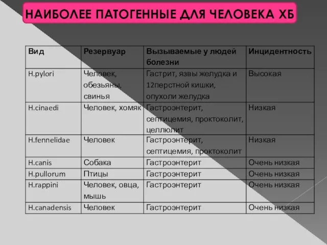 НАИБОЛЕЕ ПАТОГЕННЫЕ ДЛЯ ЧЕЛОВЕКА ХБ