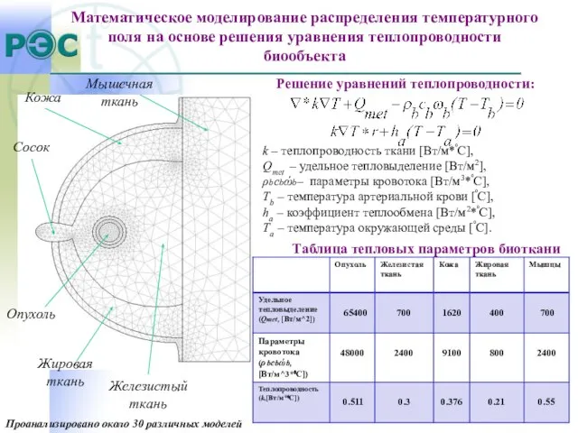 Математическое моделирование распределения температурного поля на основе решения уравнения теплопроводности биообъекта Мышечная