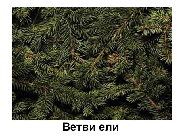 Ветви ели