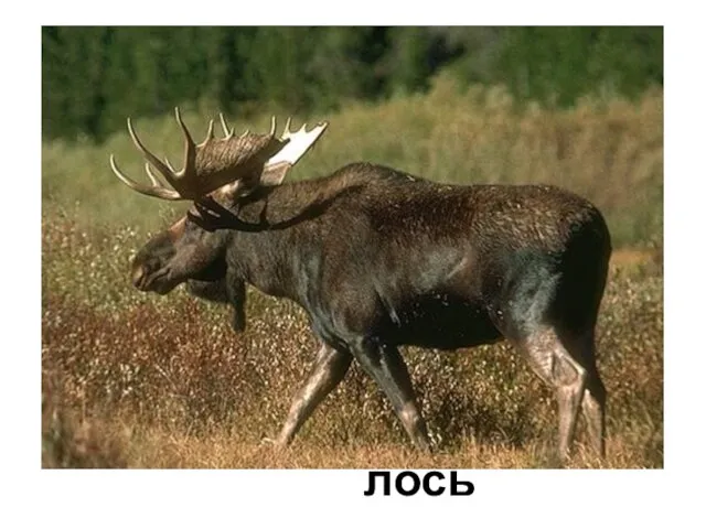 лось