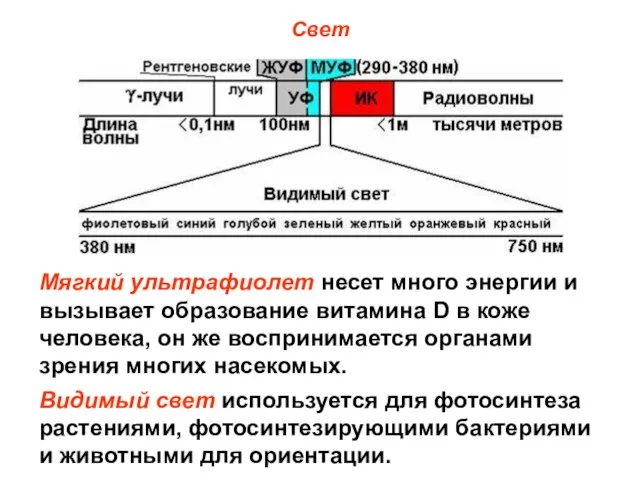 Свет Мягкий ультрафиолет несет много энергии и вызывает образование витамина D в