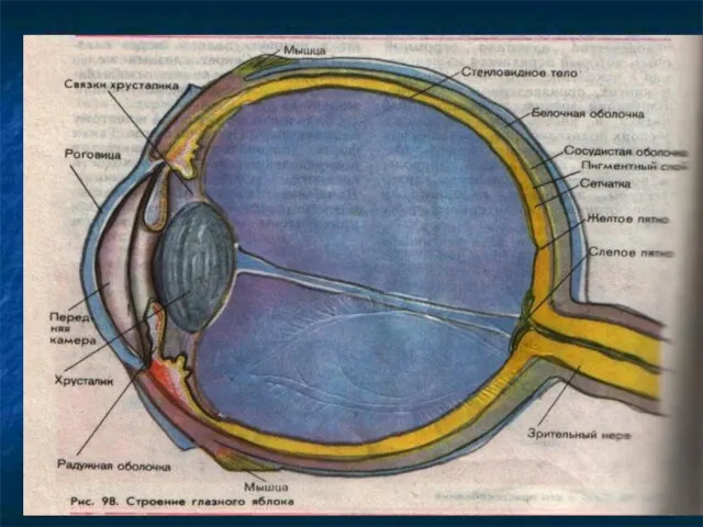 Внутреннее строение глаза