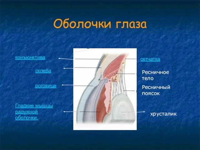 Оболочки глаза сетчатка Ресничное тело Ресничный поясок хрусталик конъюнктива склера роговица Гладкие мышцы радужной оболочки.