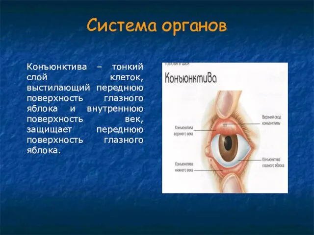 Система органов Конъюнктива – тонкий слой клеток, выстилающий переднюю поверхность глазного яблока