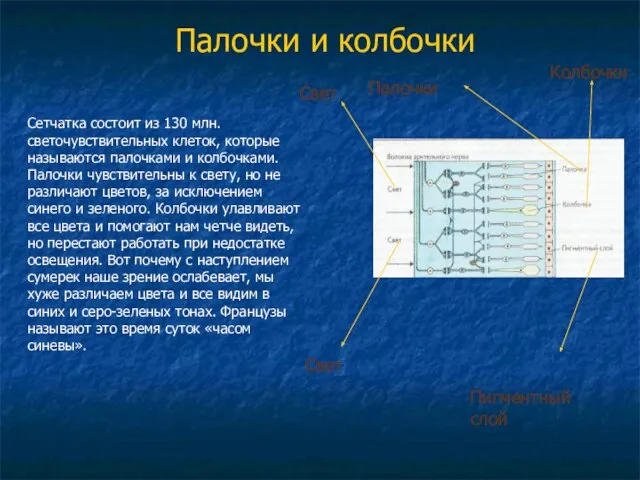 Палочки и колбочки Сетчатка состоит из 130 млн. светочувствительных клеток, которые называются