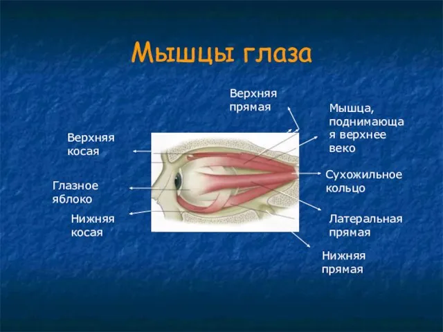 Мышцы глаза Сухожильное кольцо Мышца, поднимающая верхнее веко Латеральная прямая Нижняя прямая